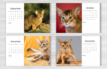 Abyssinian Cat Desk Calendar 2025