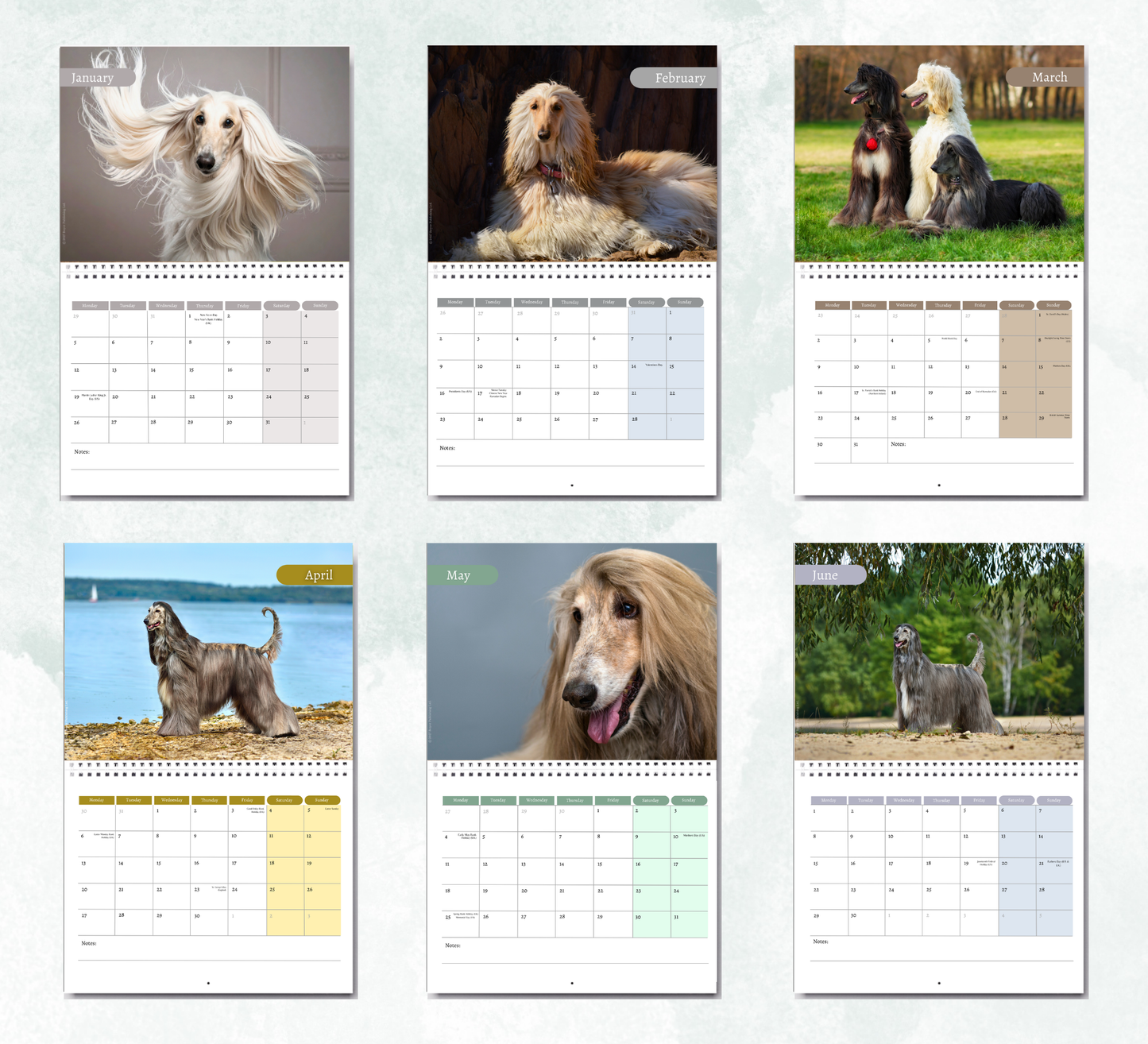 Afghan Hound Calendar 2027