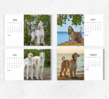 Afghan Hound Desk Calendar 2026-2027