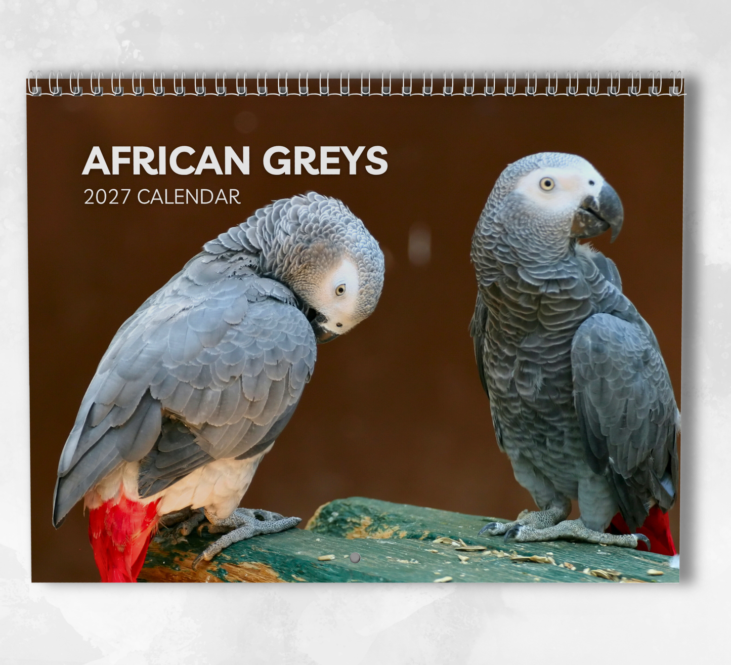 African Greys Calendar 2027