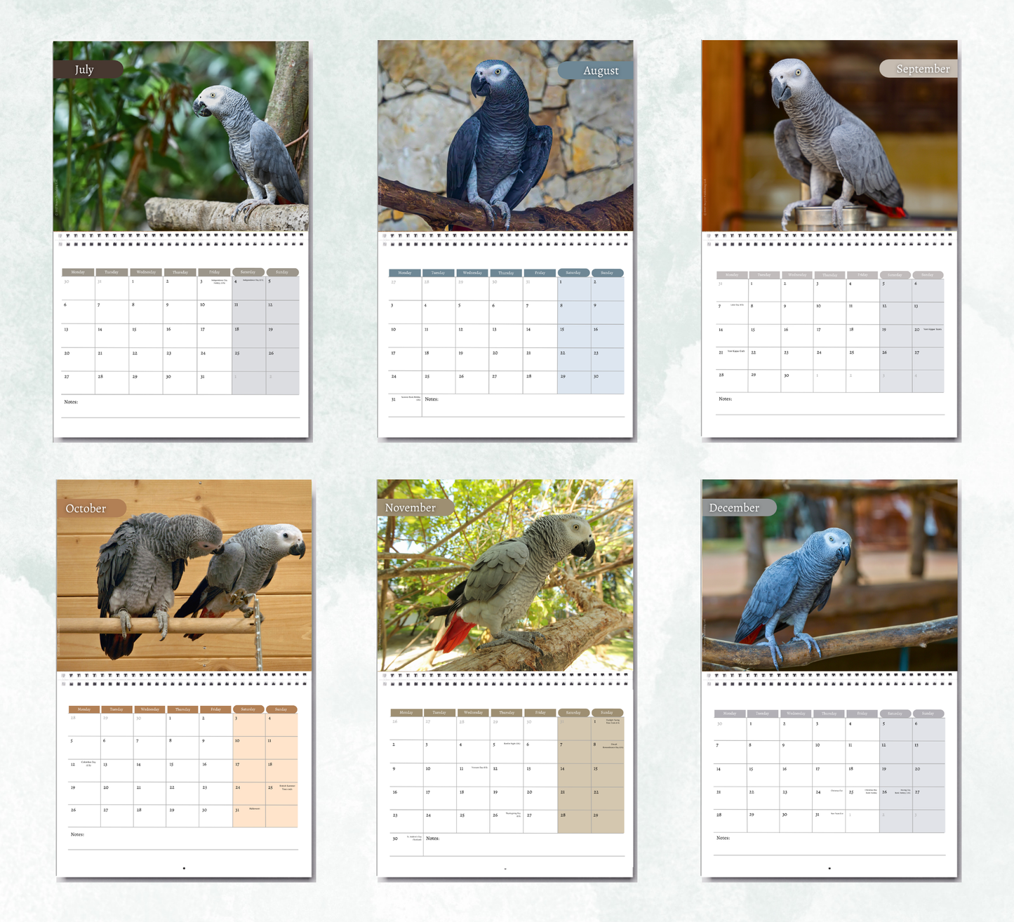 African Greys Calendar 2027