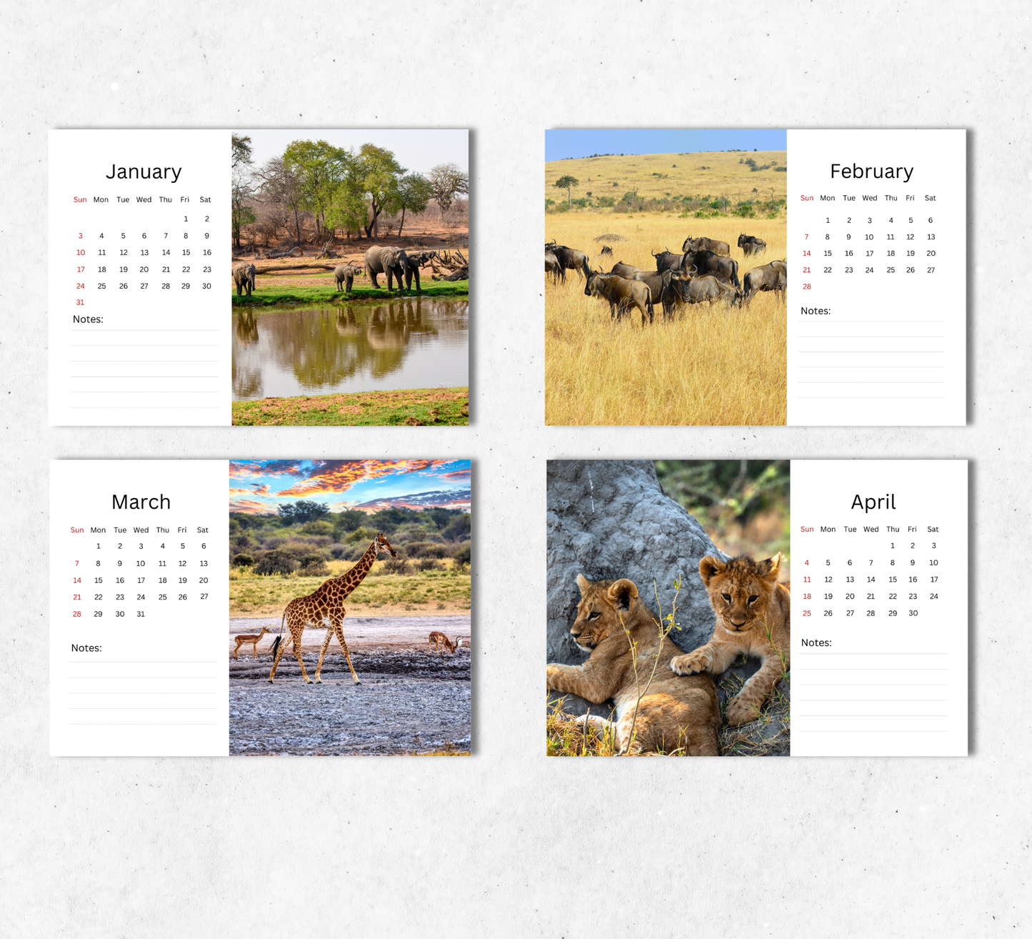 African Wildlife Desk Calendar 2027-2028