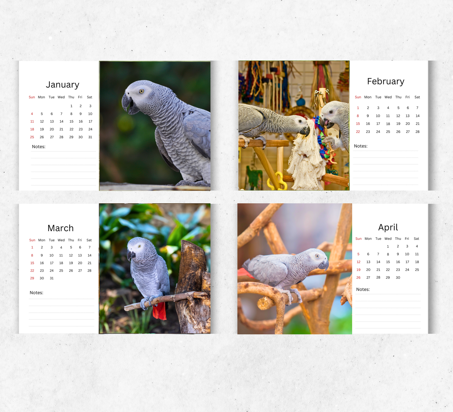 African Greys Desk Calendar 2026-2027