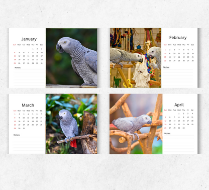 African Greys Desk Calendar 2026-2027