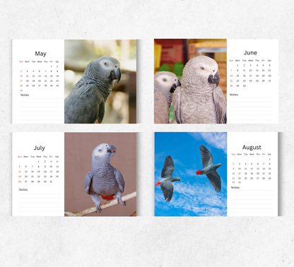 African Greys Desk Calendar 2026-2027