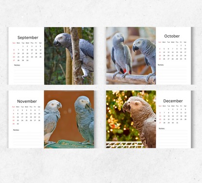 African Greys Desk Calendar 2026-2027