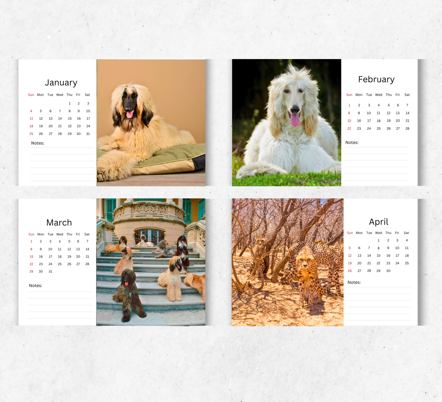 African Wildlife Desk Calendar 2026-2027