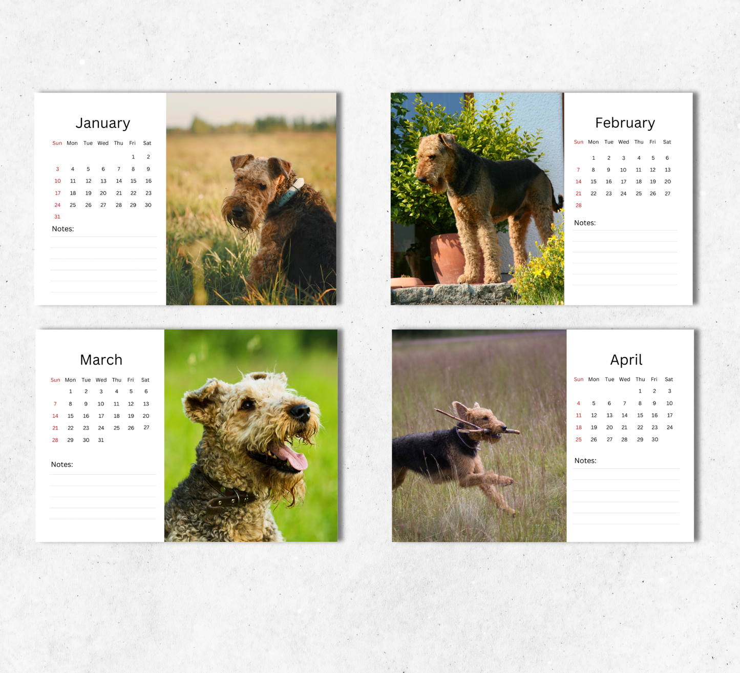 Airedale Desk Calendar 2027-2028