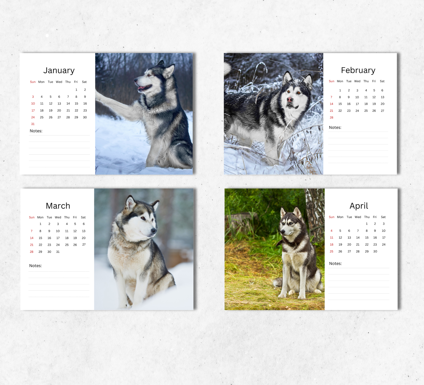Alaskan Malamute Desk Calendar 2027-2028