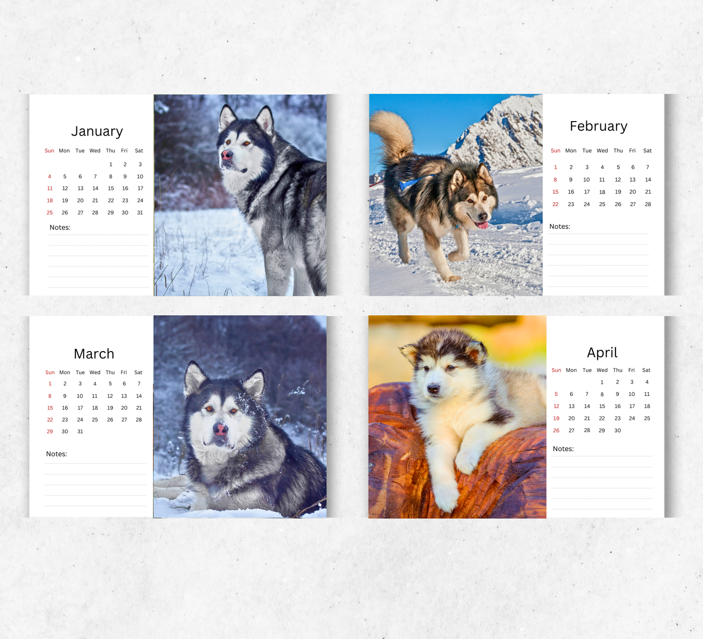 Alaskan Malamute Desk Calendar 2026-2027