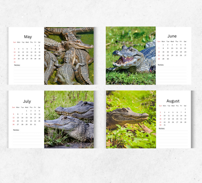 Alligator Desk Calendar 2026-2027