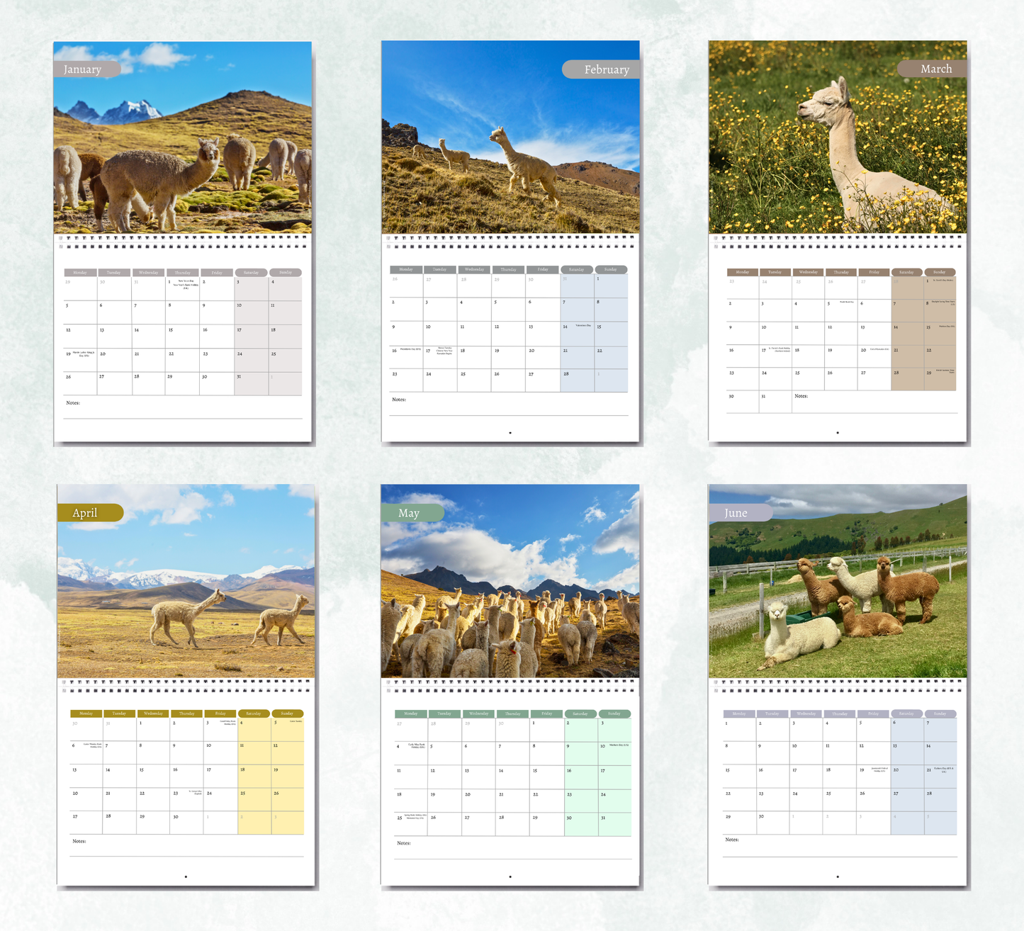 Alpacas Calendar 2027