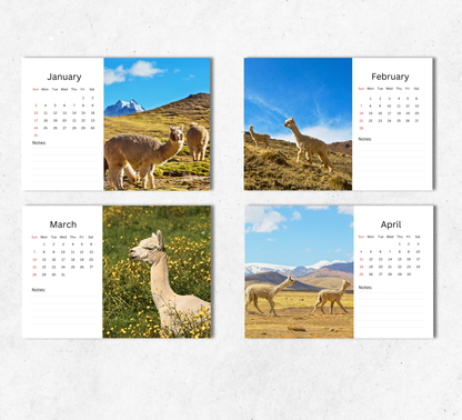 Alpacas Desk Calendar 2027-2028