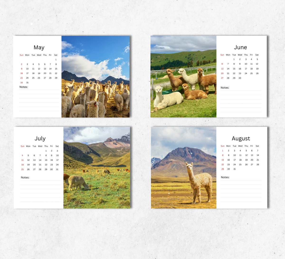 Alpacas Desk Calendar 2027-2028