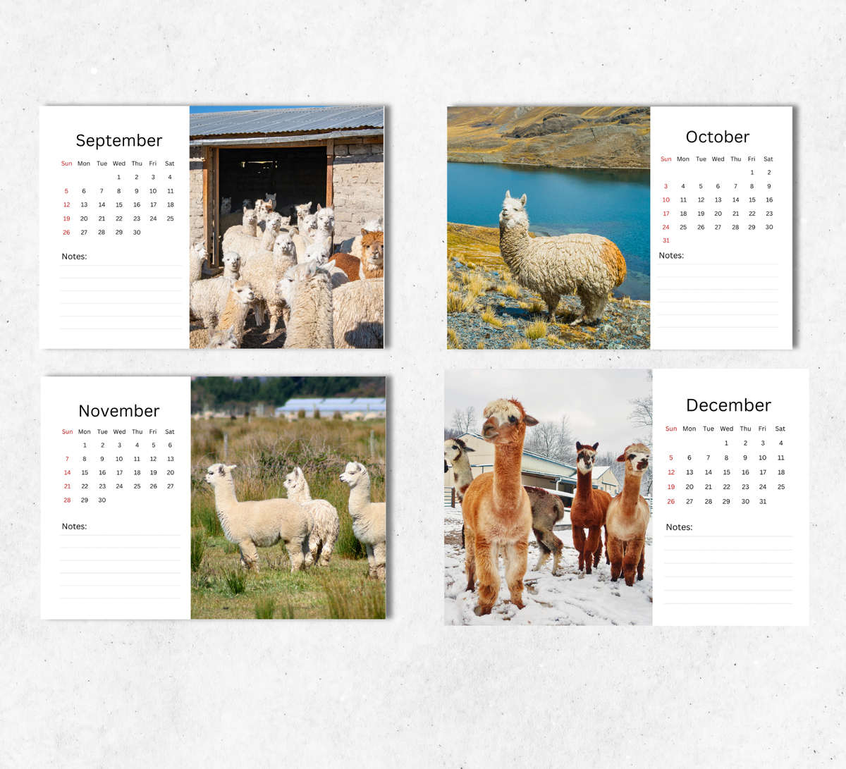 Alpacas Desk Calendar 2027-2028