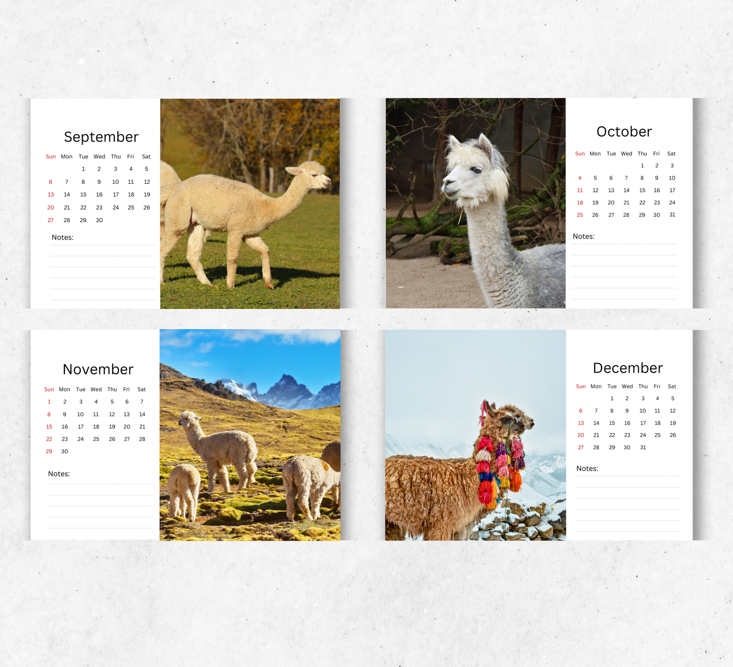 Alpacas Desk Calendar 2026-2027