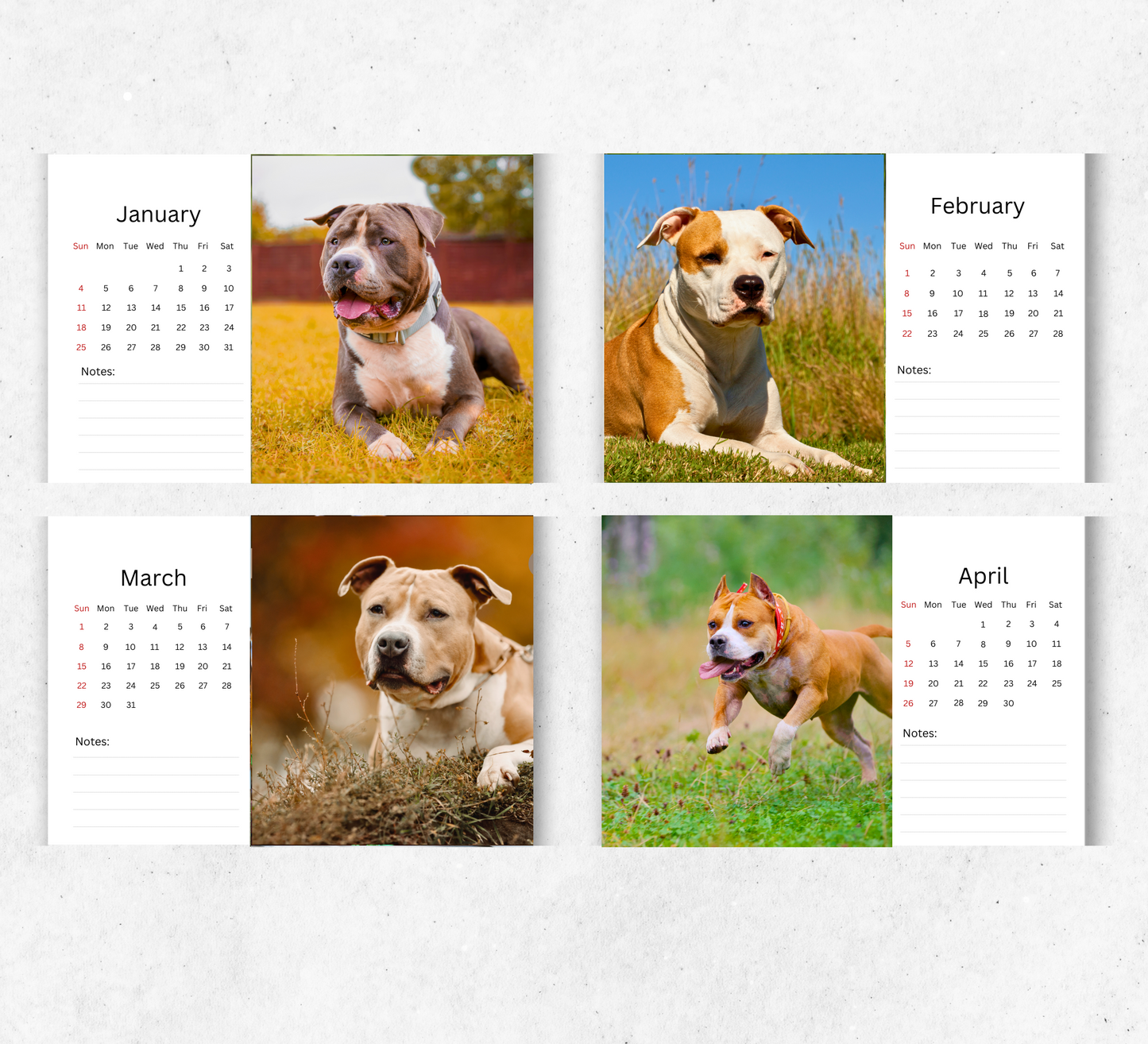 American Staffordshire Terrier Desk Calendar 2026-2027
