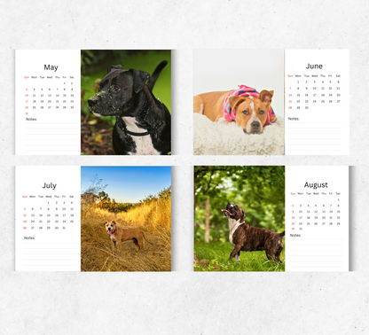 American Staffordshire Terrier Desk Calendar 2026-2027