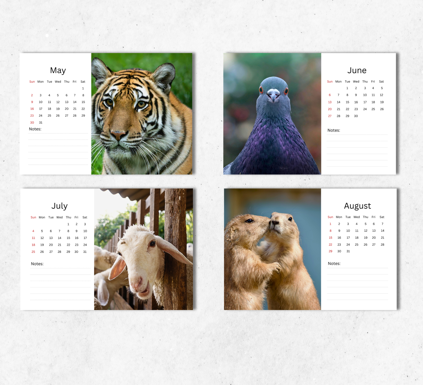 Animal Selfies Desk Calendar 2027-2028
