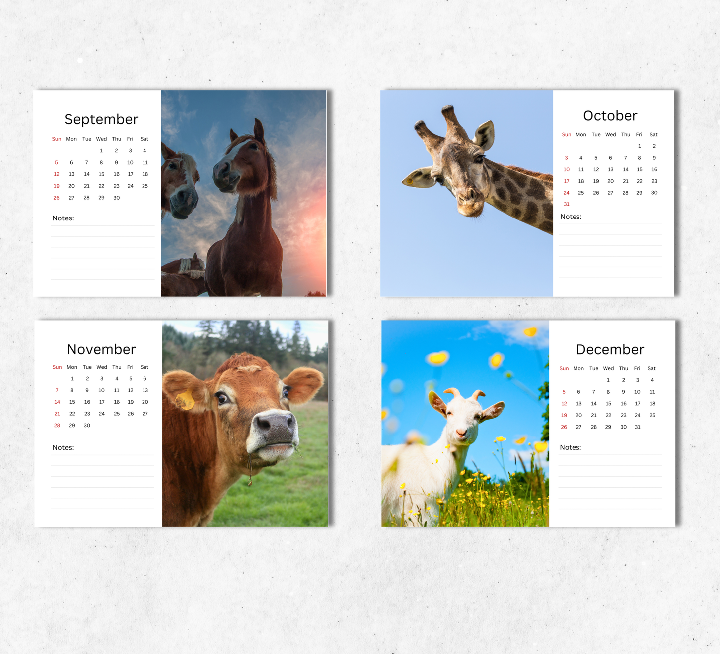 Animal Selfies Desk Calendar 2027-2028