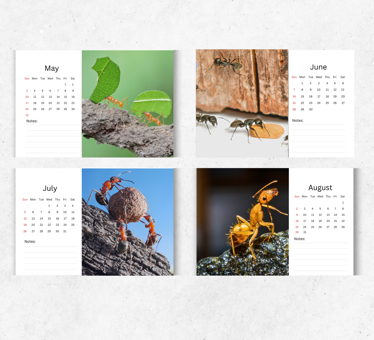 Ants Desk Calendar 2026-2027