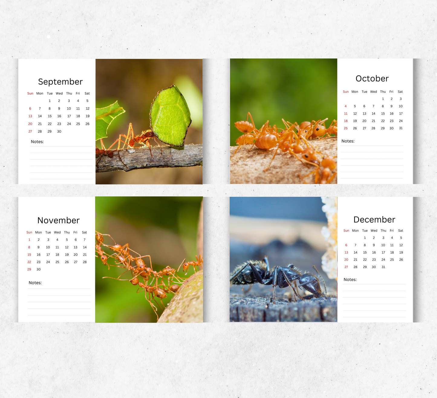Ants Desk Calendar 2026-2027