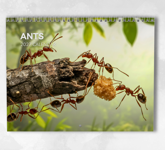 Ants Calendar 2027