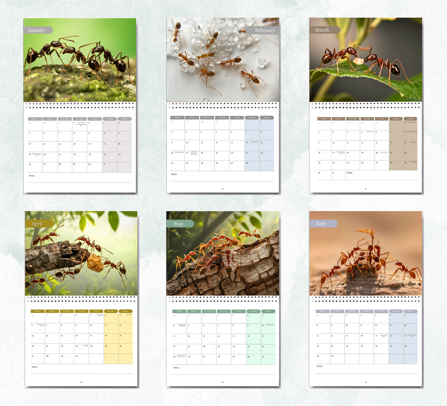 Ants Calendar 2027