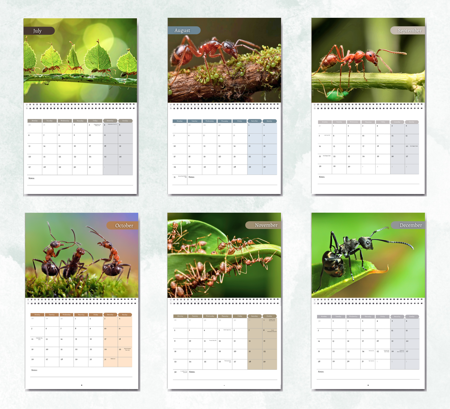 Ants Calendar 2027