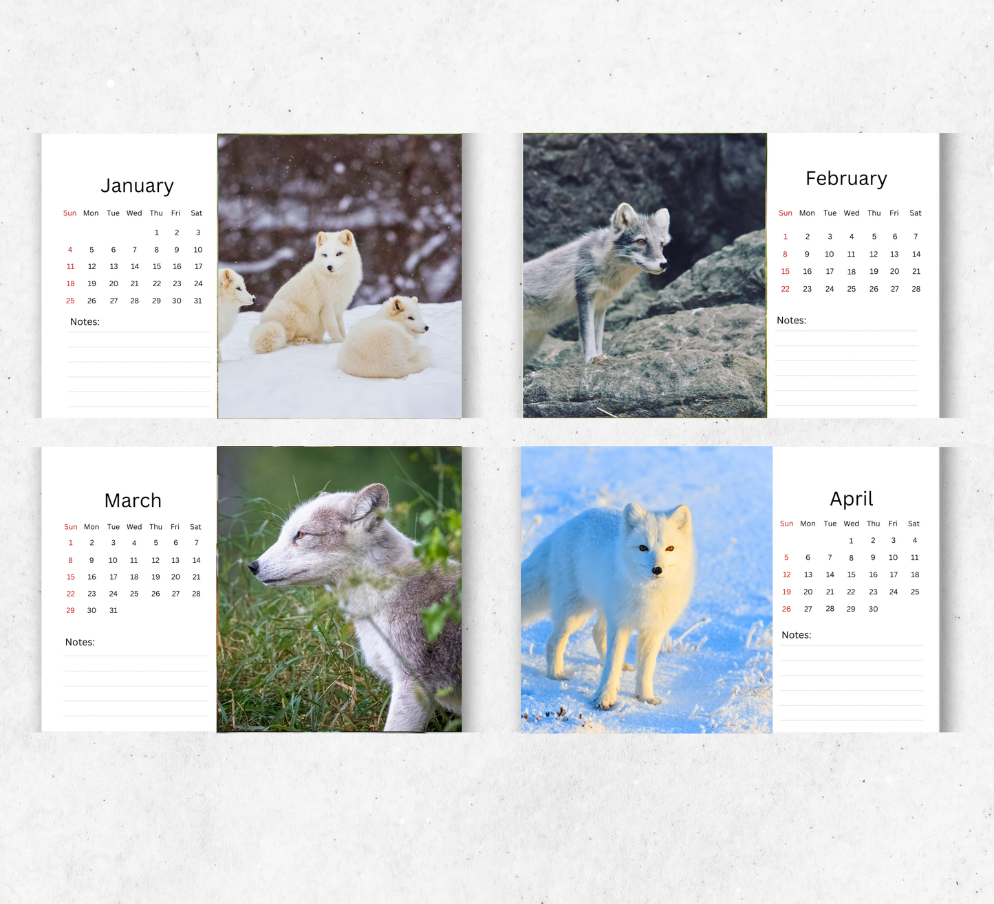 Artic Fox Desk Calendar 2026-2027
