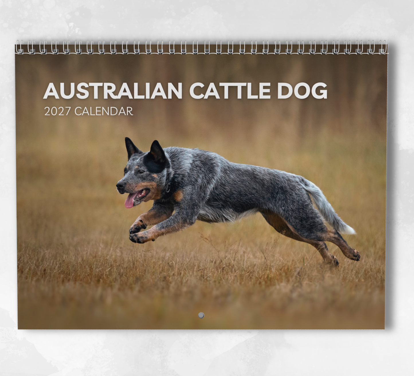 Australian Cattle Dog Calendar 2027