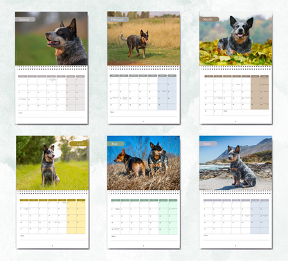 Australian Cattle Dog Calendar 2027