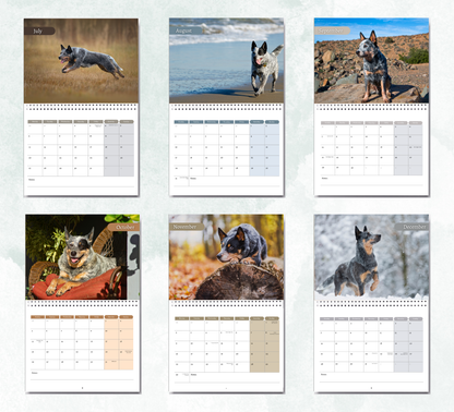 Australian Cattle Dog Calendar 2027