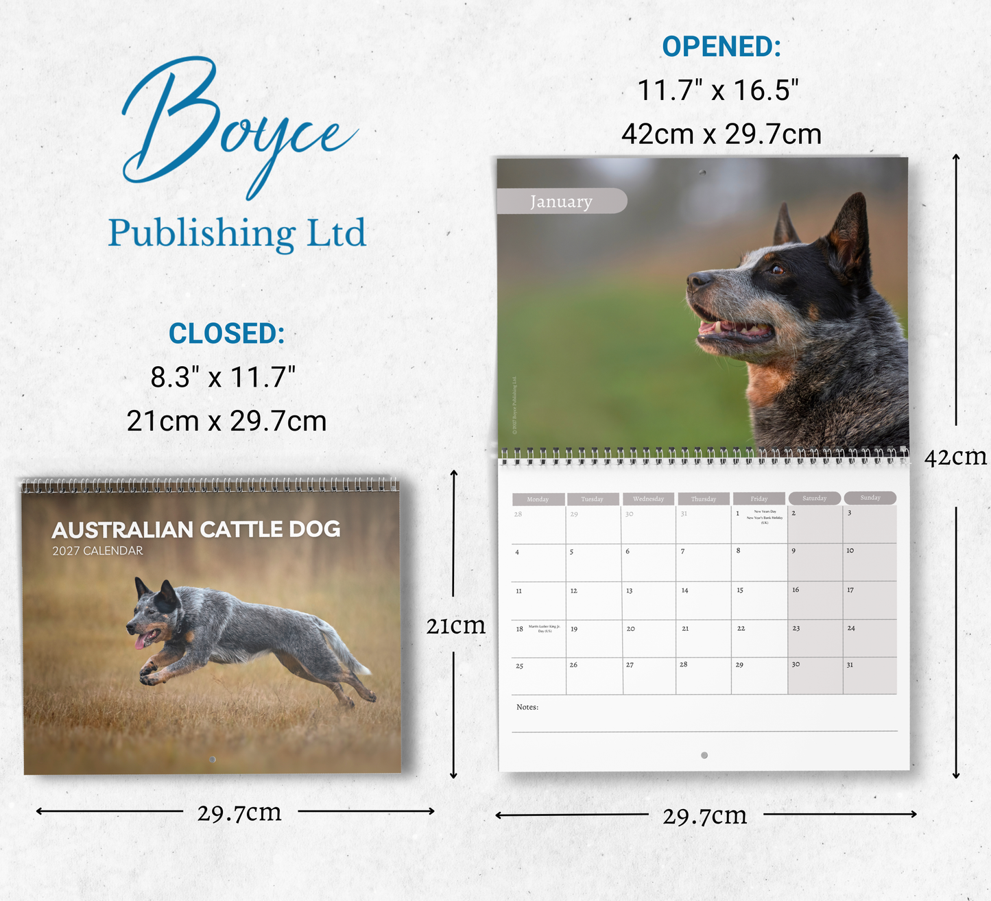 Australian Cattle Dog Calendar 2027
