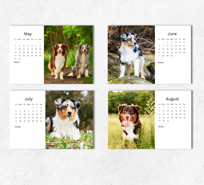 Australian Shepherd Desk Calendar 2027-2028