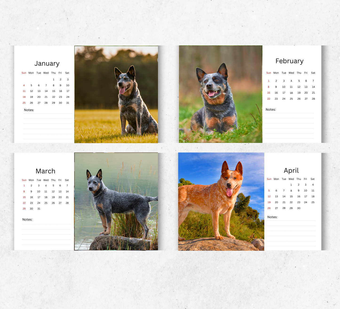 Australian Cattle Dog Desk Calendar 2026-2027