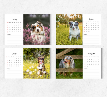 Australian Shepherd Desk Calendar 2026-2027