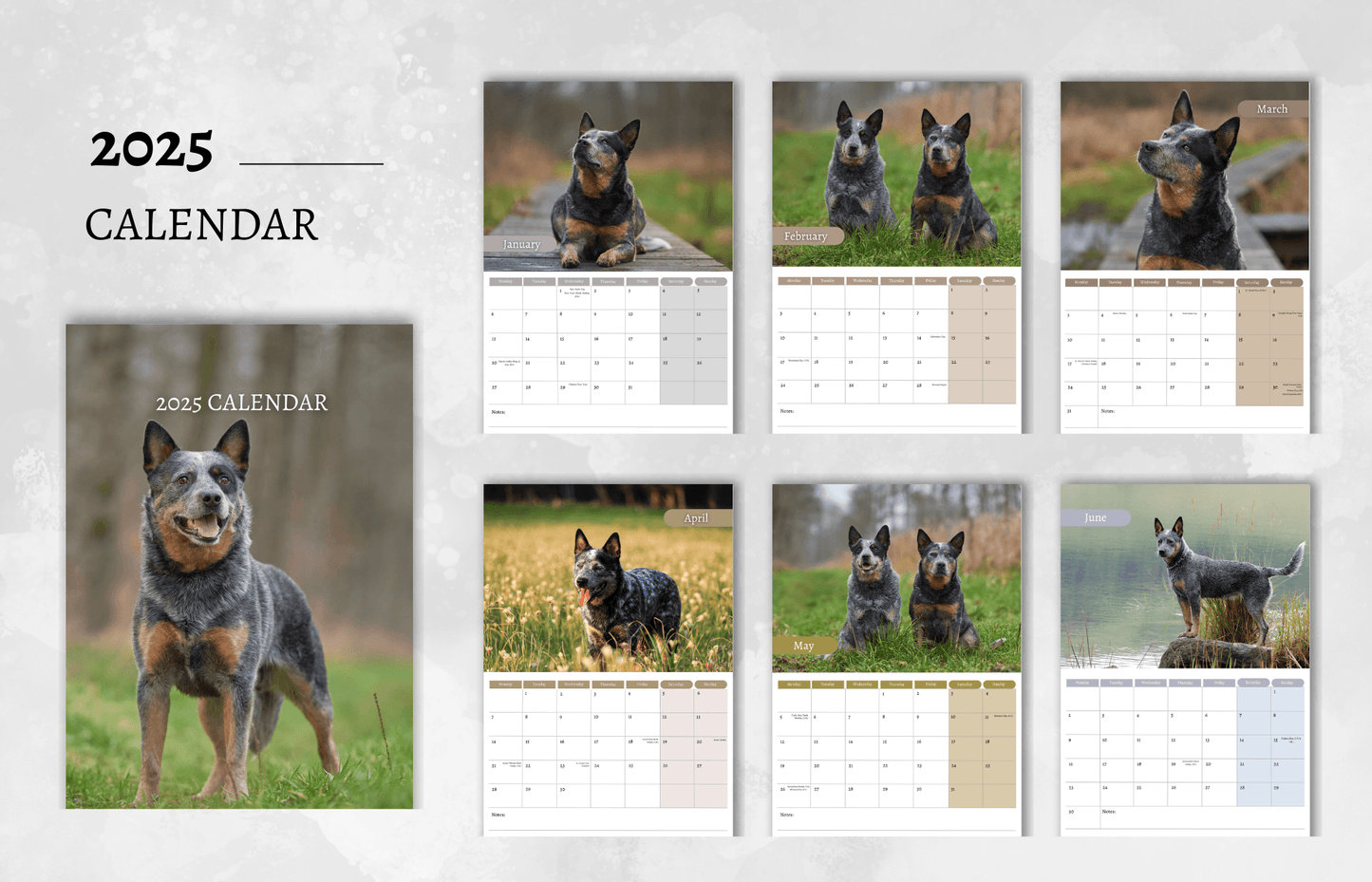 Australian Cattle Dog Calendar 2025