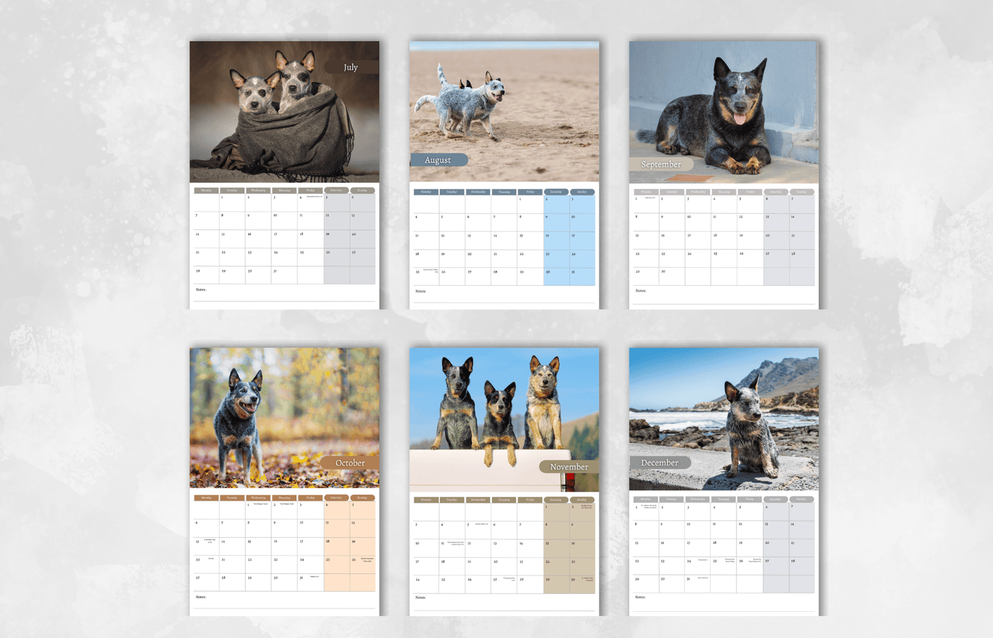 Australian Cattle Dog Calendar 2025