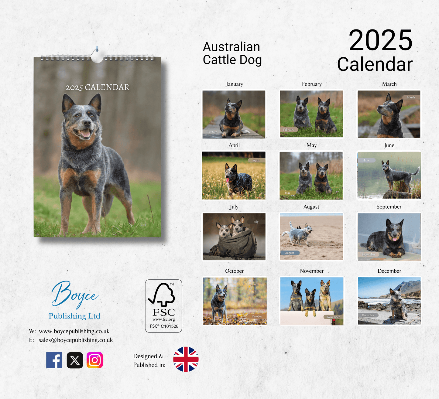 Australian Cattle Dog Calendar 2025