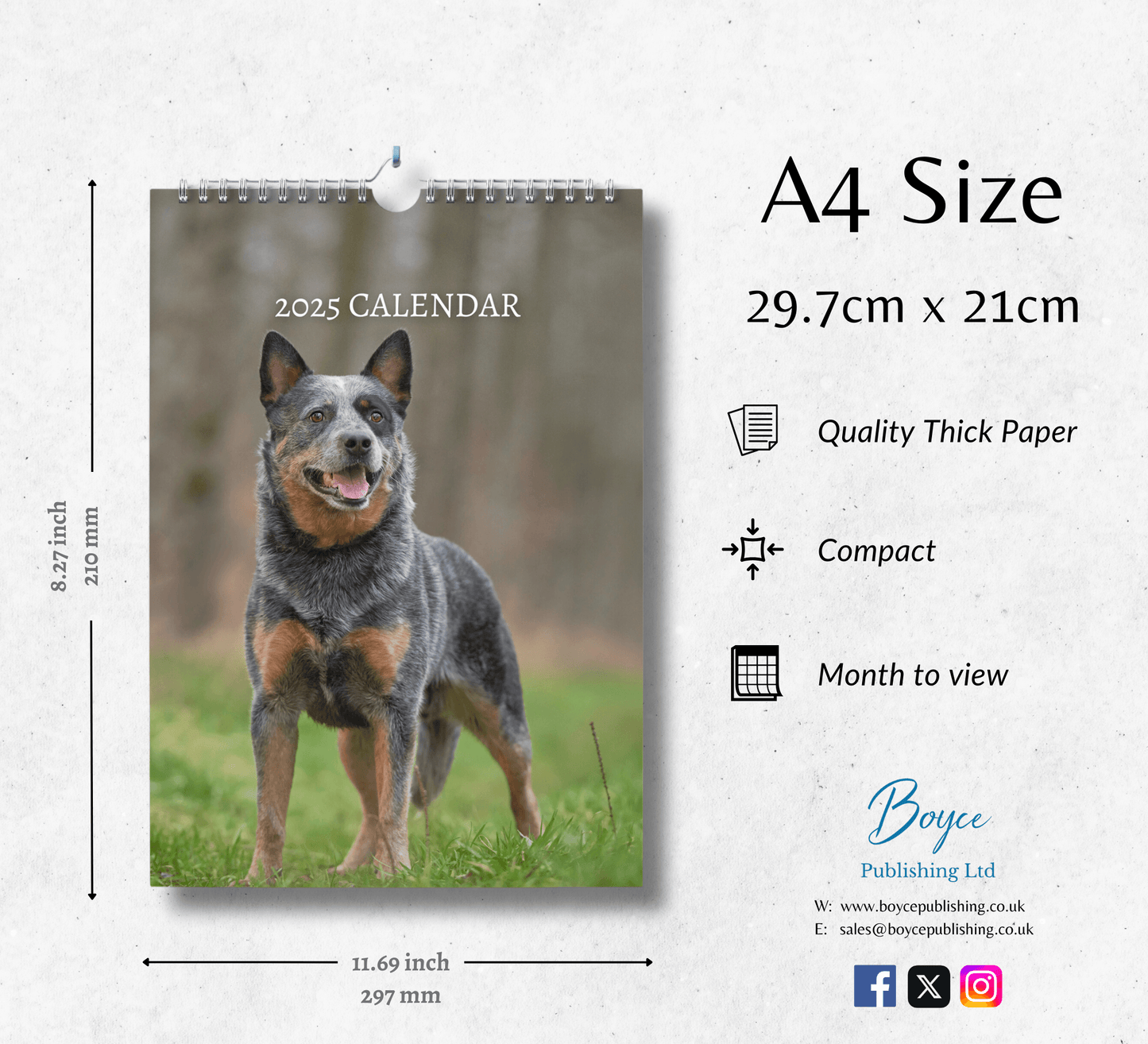 Australian Cattle Dog Calendar 2025