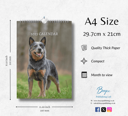 Australian Cattle Dog Calendar 2025