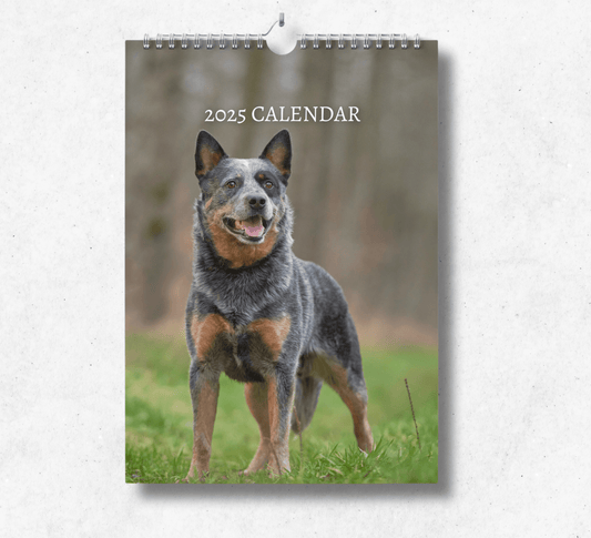 2025 australian cattle dog calendar featuring an australian cattle dog standing in a grass field, looking into the distance.