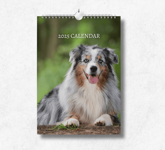 2025 Australian Shepherd calendar featuring a white, grey, and light brown australian shepherd laying in a  forrest field.