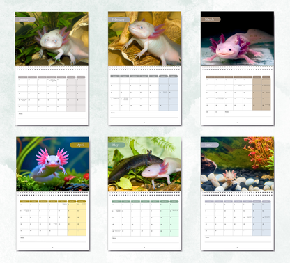 Axolotl Calendar 2027