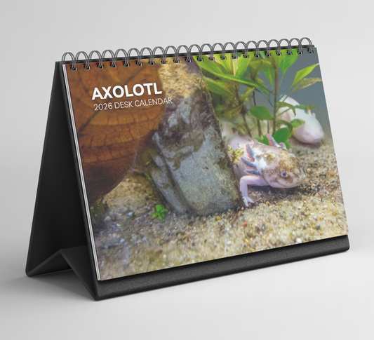 Axolotl Desk Calendar 2026-2027