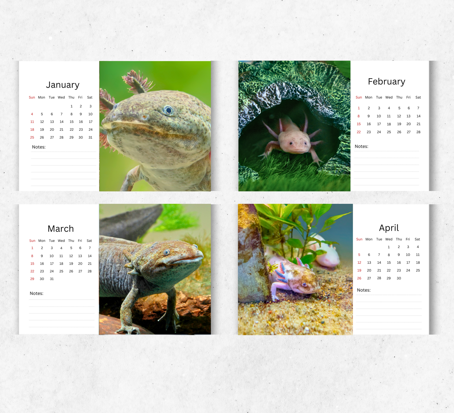 Axolotl Desk Calendar 2026-2027
