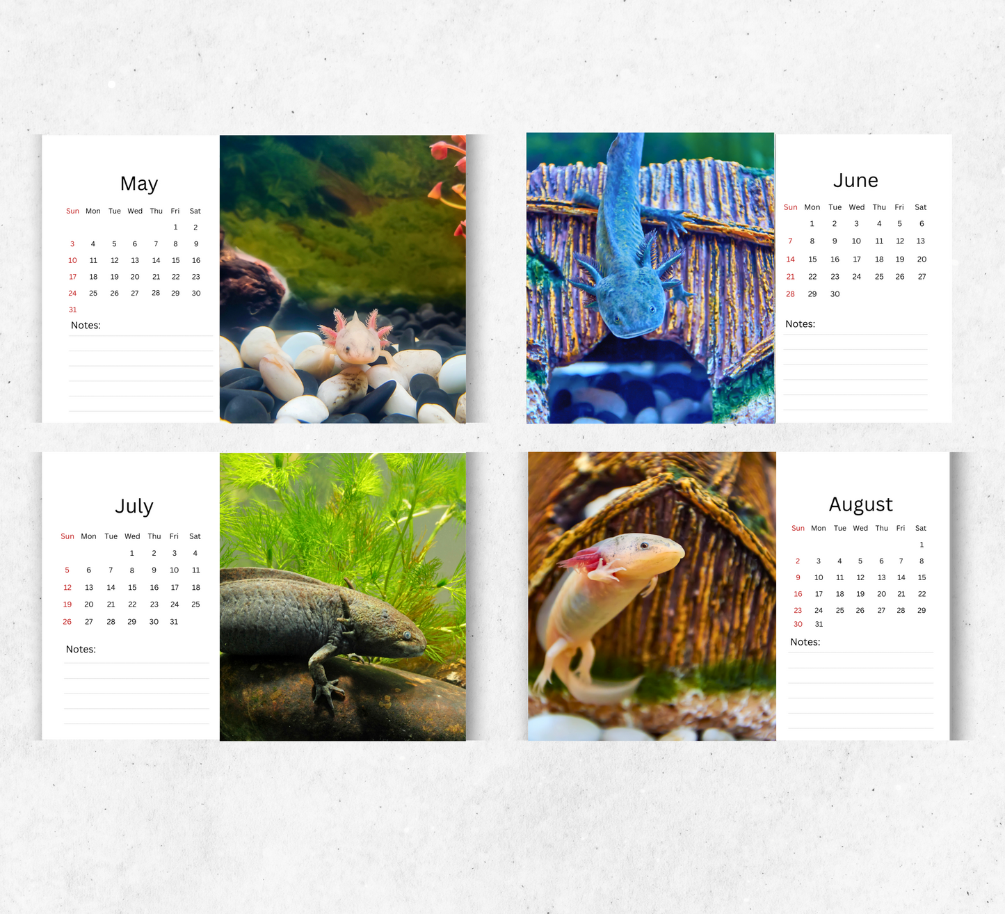 Axolotl Desk Calendar 2026-2027