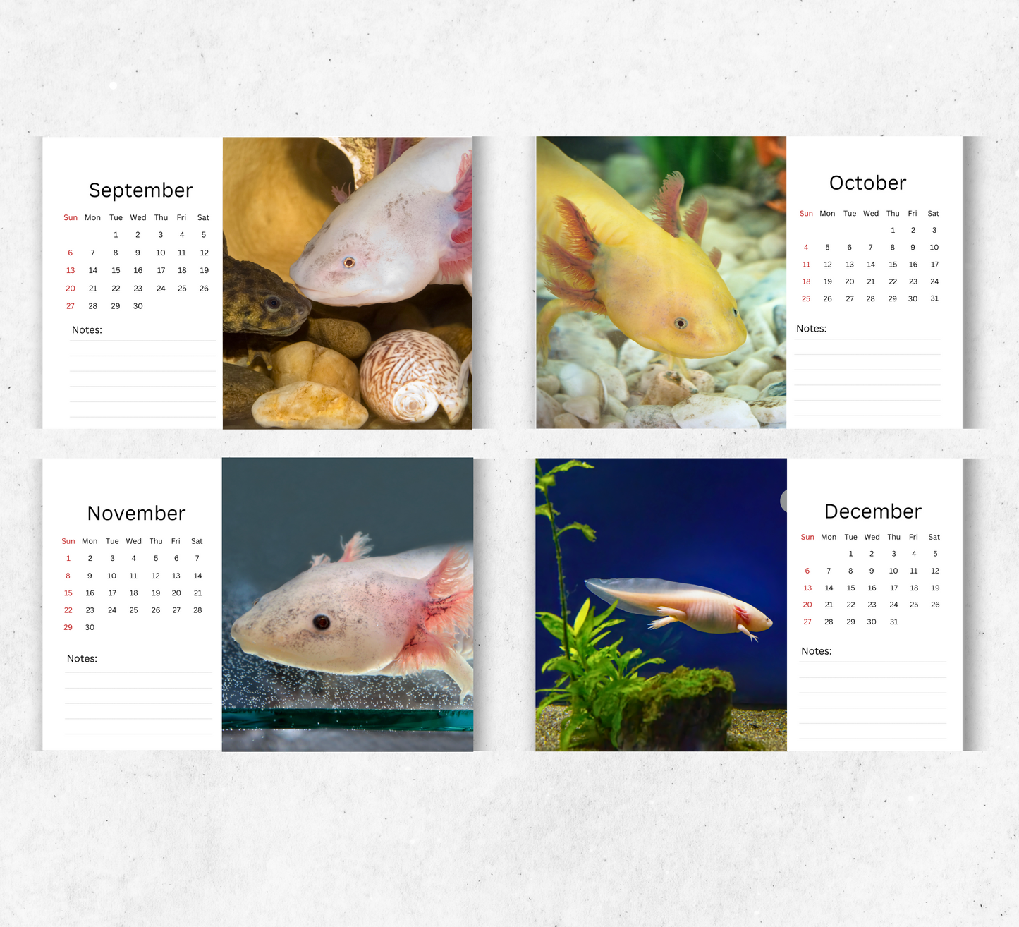 Axolotl Desk Calendar 2026-2027