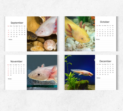 Axolotl Desk Calendar 2026-2027